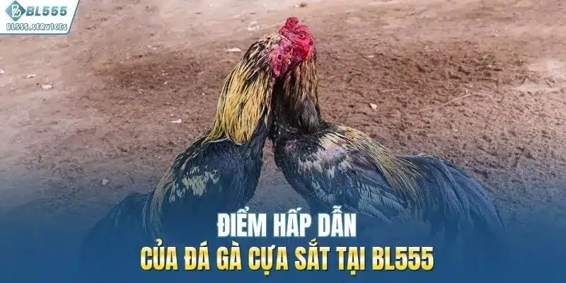 Điểm hấp dẫn của đá gà cựa sắt tại BL555