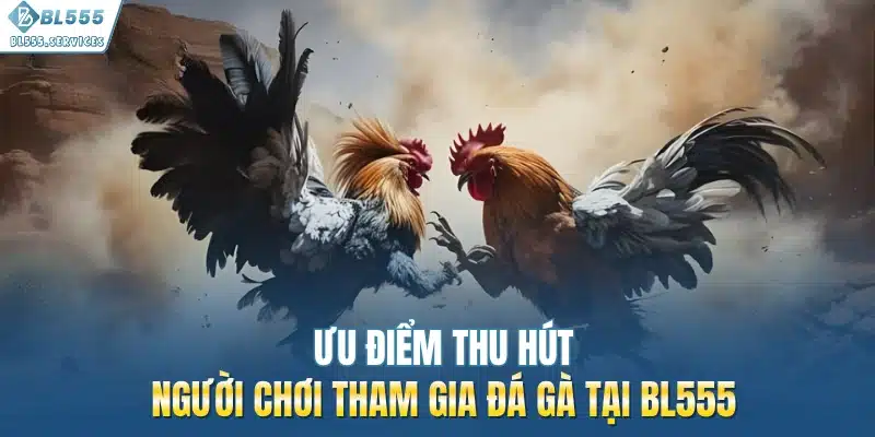 Ưu điểm thu hút người chơi tham gia đá gà tại BL555